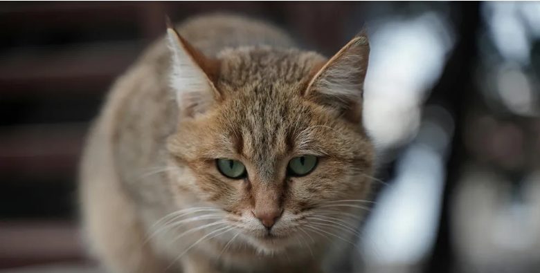 Moja ciotka wyrzuciła mnie z domu dzieciństwa po śmierci rodziców – właśnie gdy odchodziłem płacząc, podjechała czarna limuzyna.