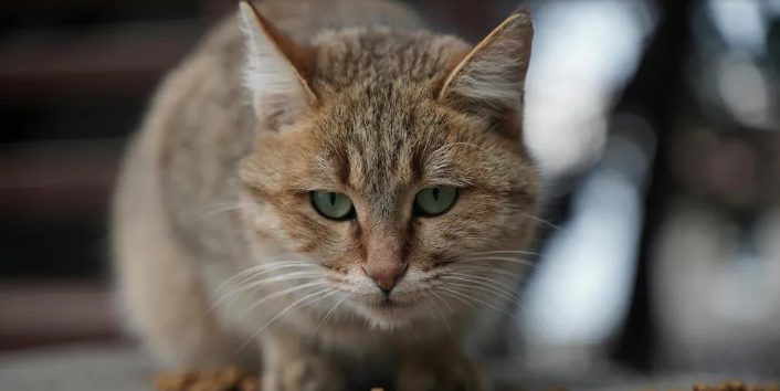 Moja ciotka wyrzuciła mnie z domu rodzinnego po śmierci rodziców – właśnie gdy wychodziłam, płacząc, podjechała czarna limuzyna.